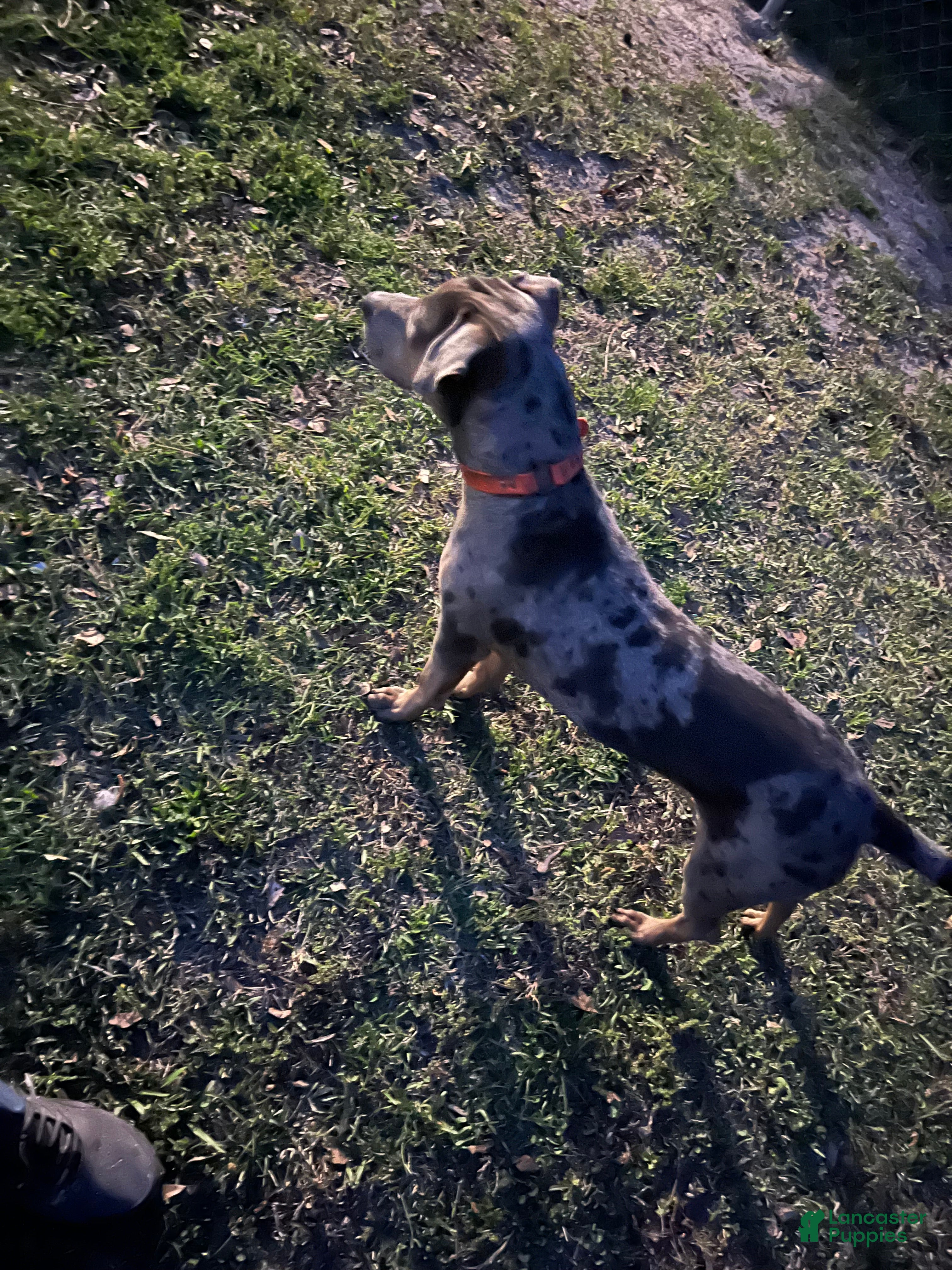 Duke