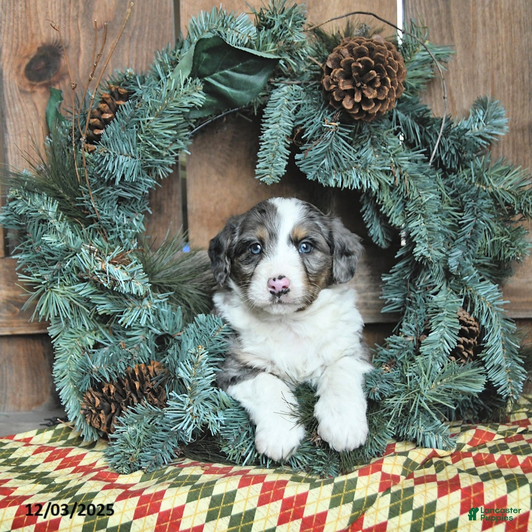 Mini Bernedoodle dogs for sale: Charlie - Ad 2
