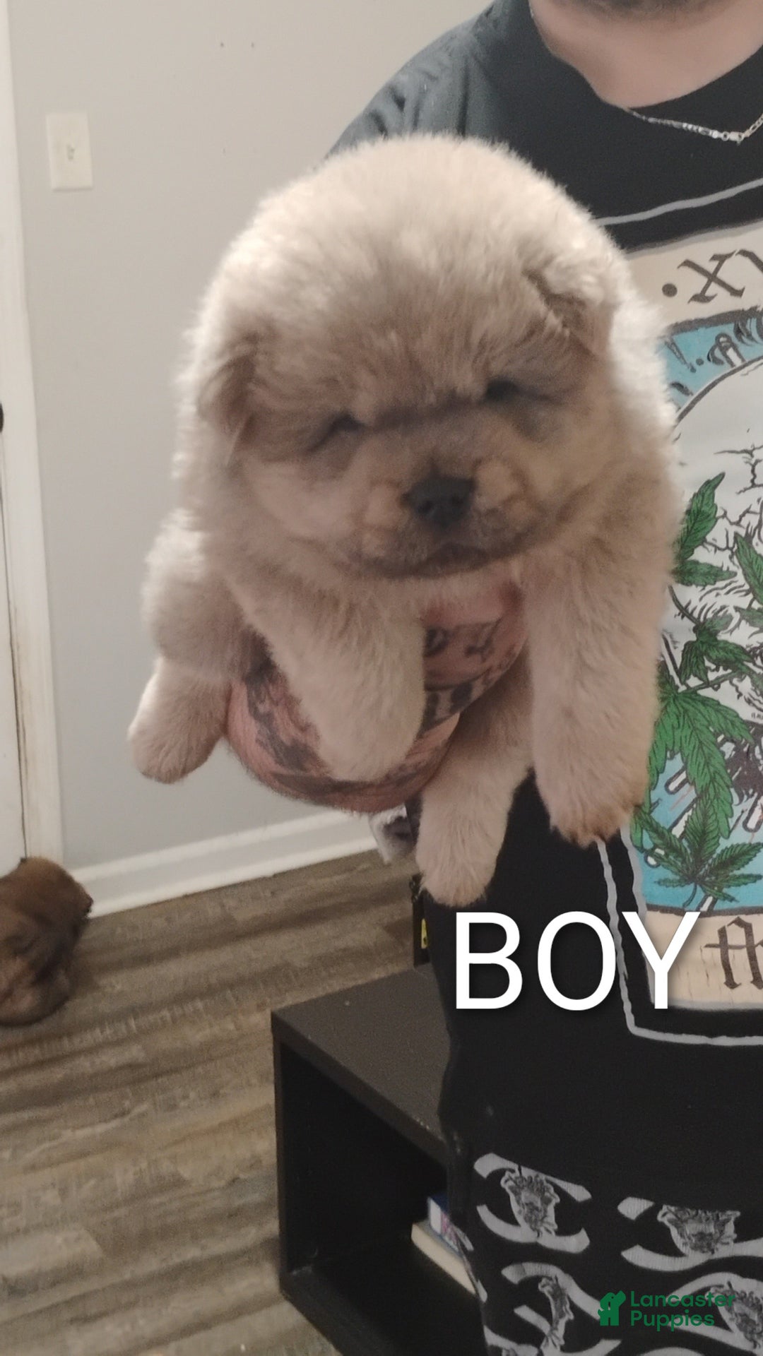 Chow Chow dogs for sale: Prince - Ad 2