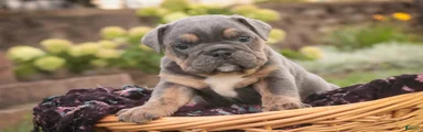 Sophie English Bulldog 