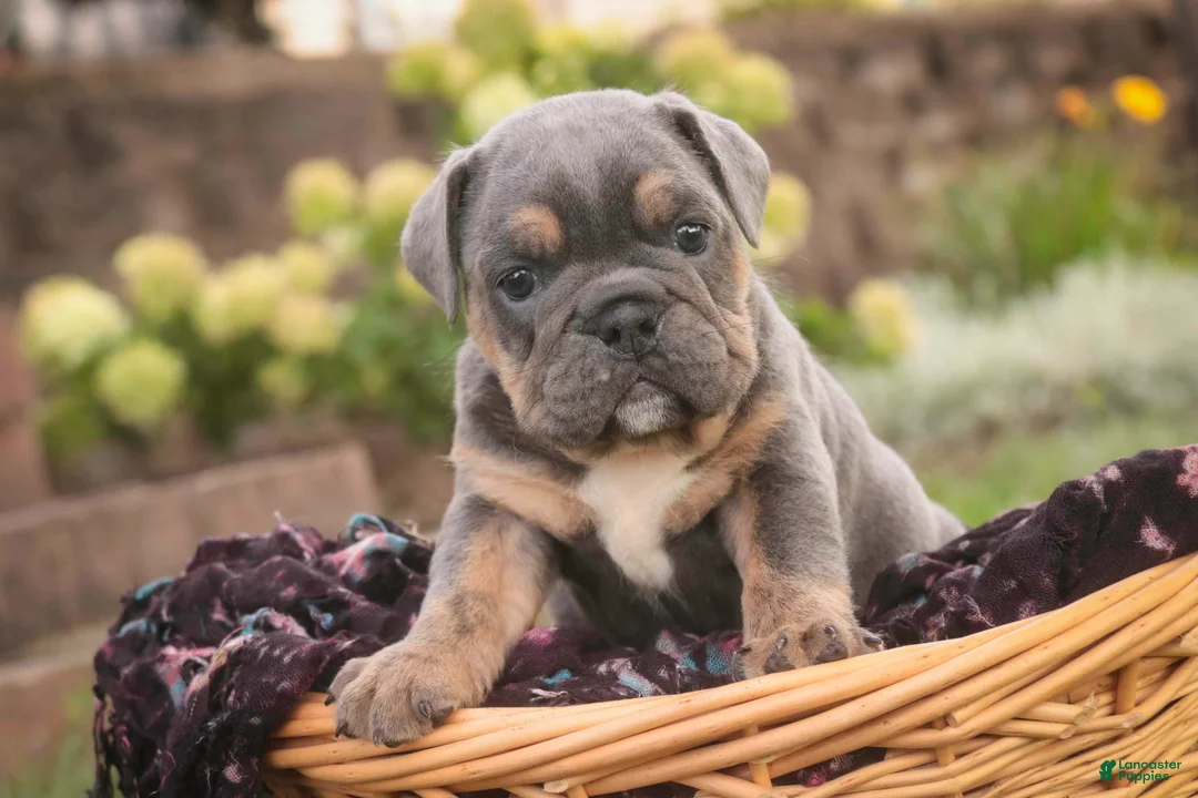 English Bulldog dogs for sale: Sophie English Bulldog  - Ad 1