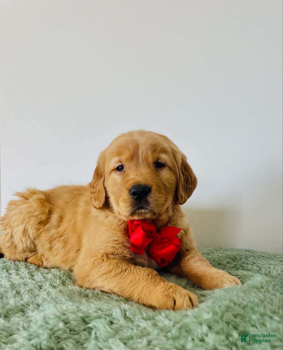 Golden Retriever dogs for sale: Duke - Ad 4