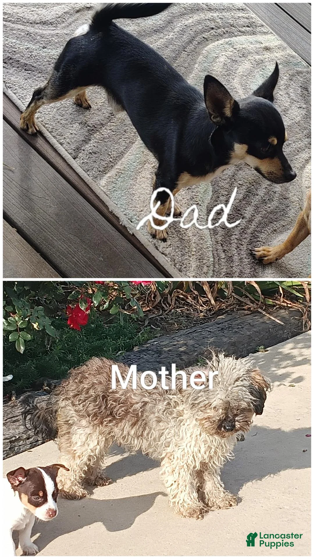 Chipoo dogs for sale: Chipoo 3 - Ad 3