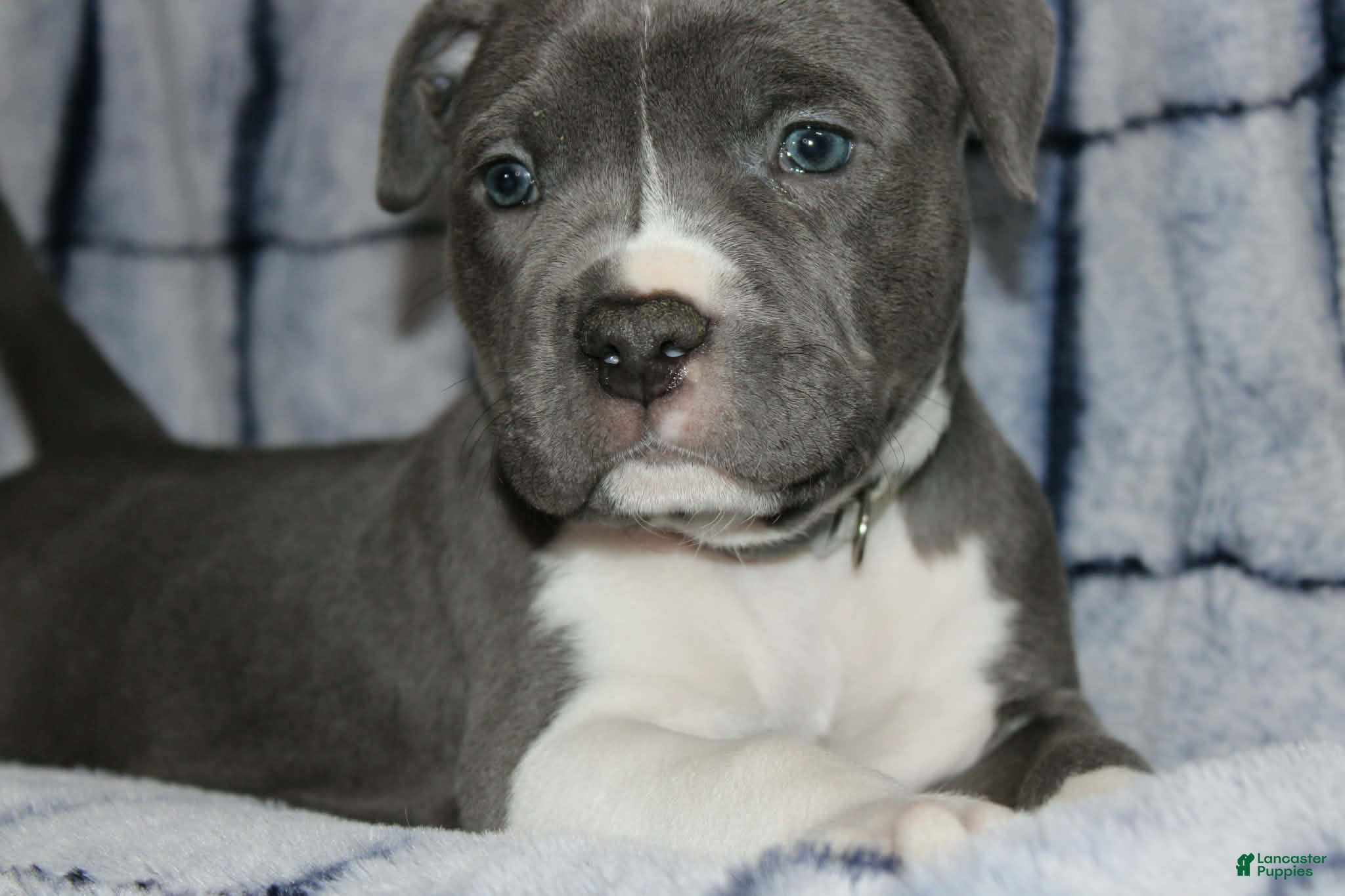 American Bully dogs Liu Kang - Ad 2