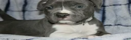 American Bully dogs for sale: Liu Kang - Ad 2