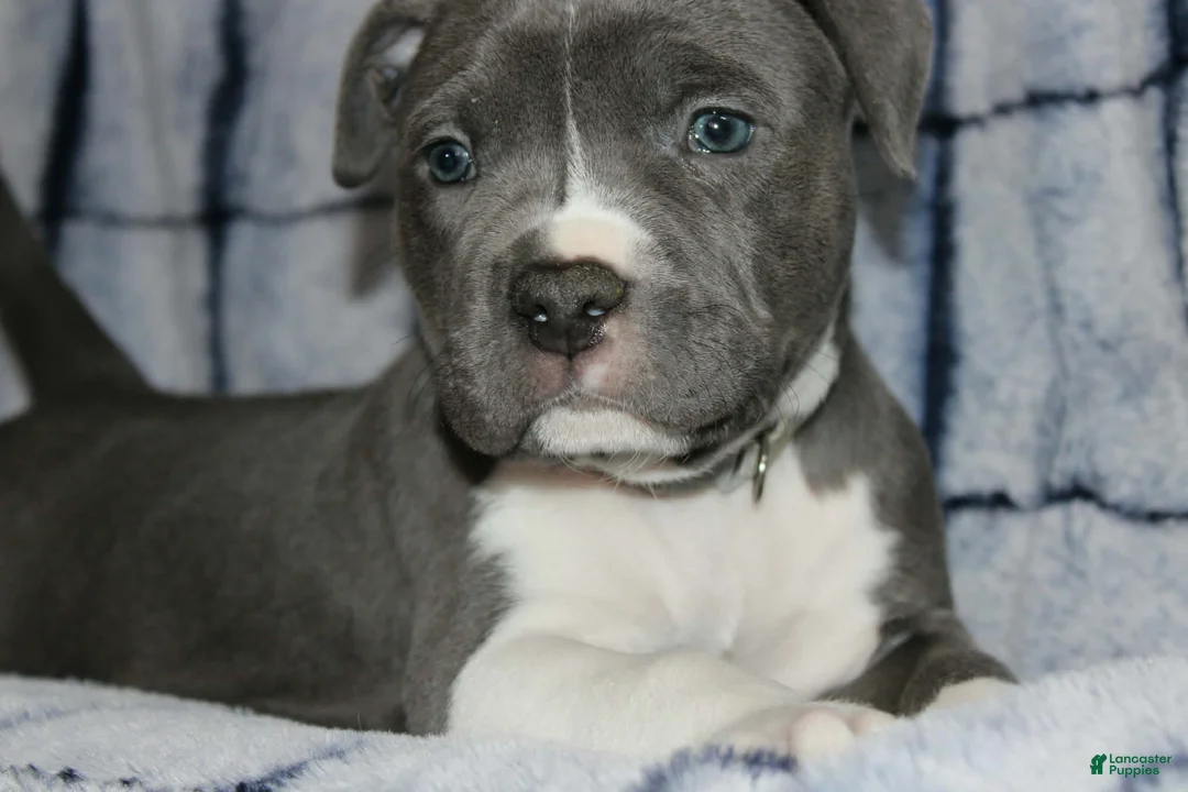 American Bully dogs for sale: Liu Kang - Ad 2