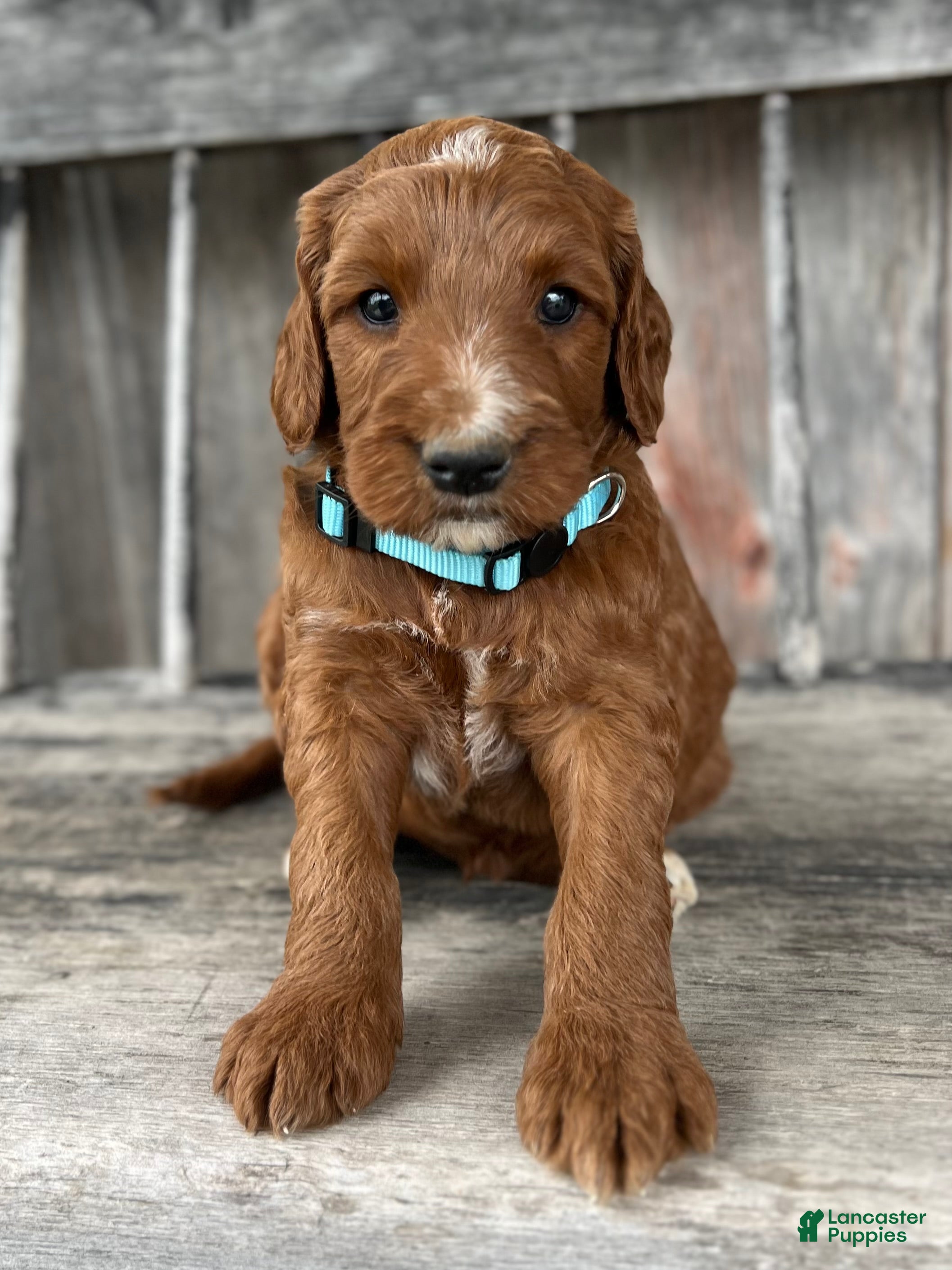 Irish Doodle dogs Birch - Ad 2