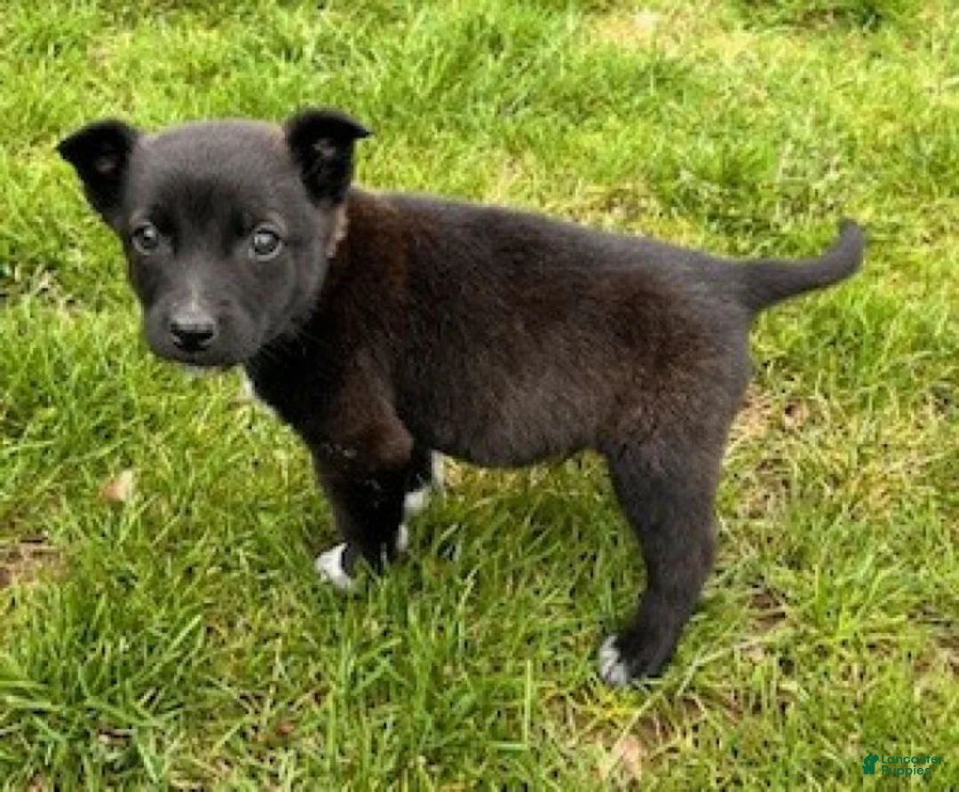 Mixed Breed dogs for sale: Buster - Ad 5