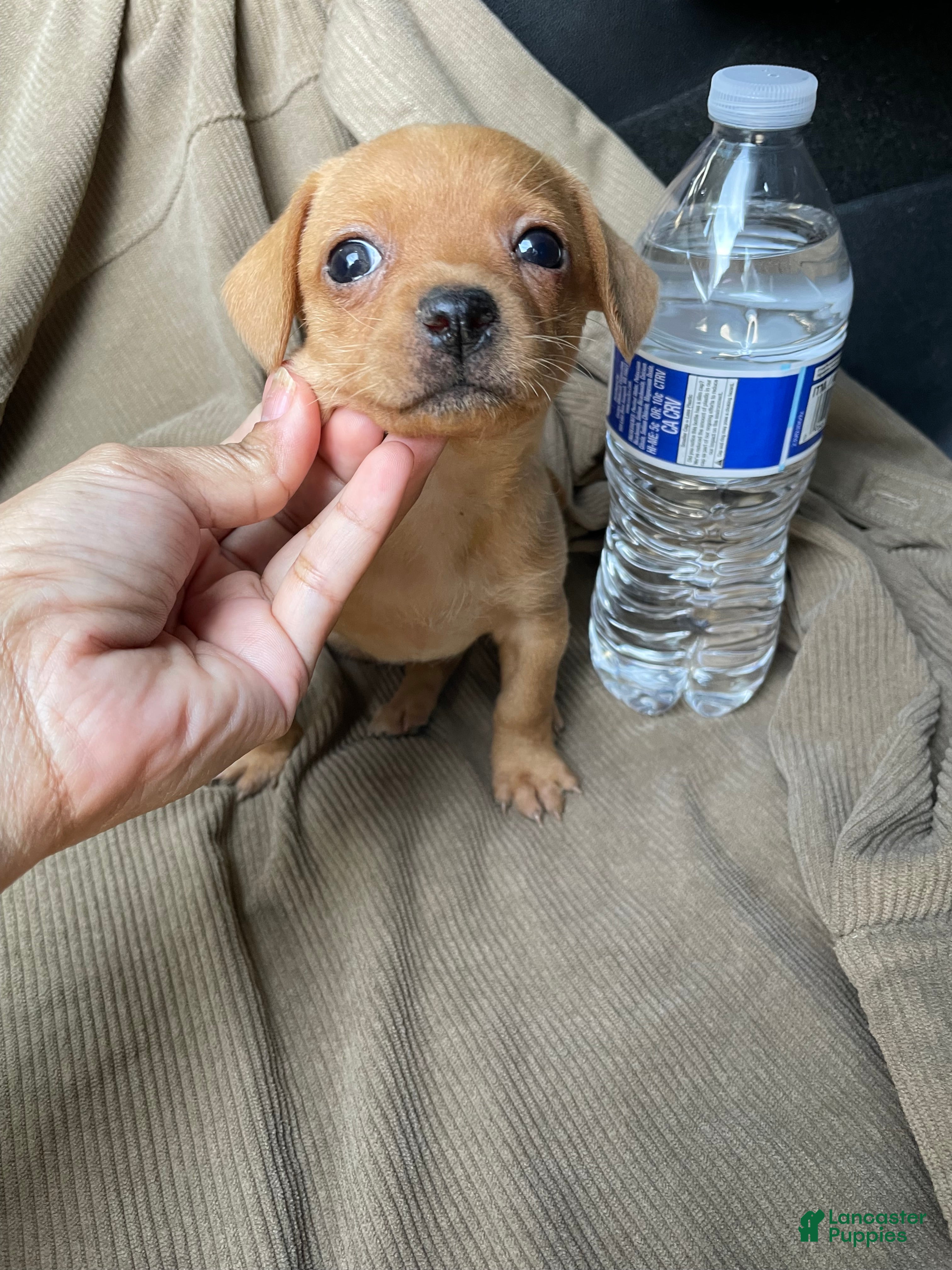 Chorkie dogs Chorkie Puppy 4 - Ad 2