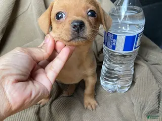 Chorkie dogs Chorkie Puppy 4 - Ad 2