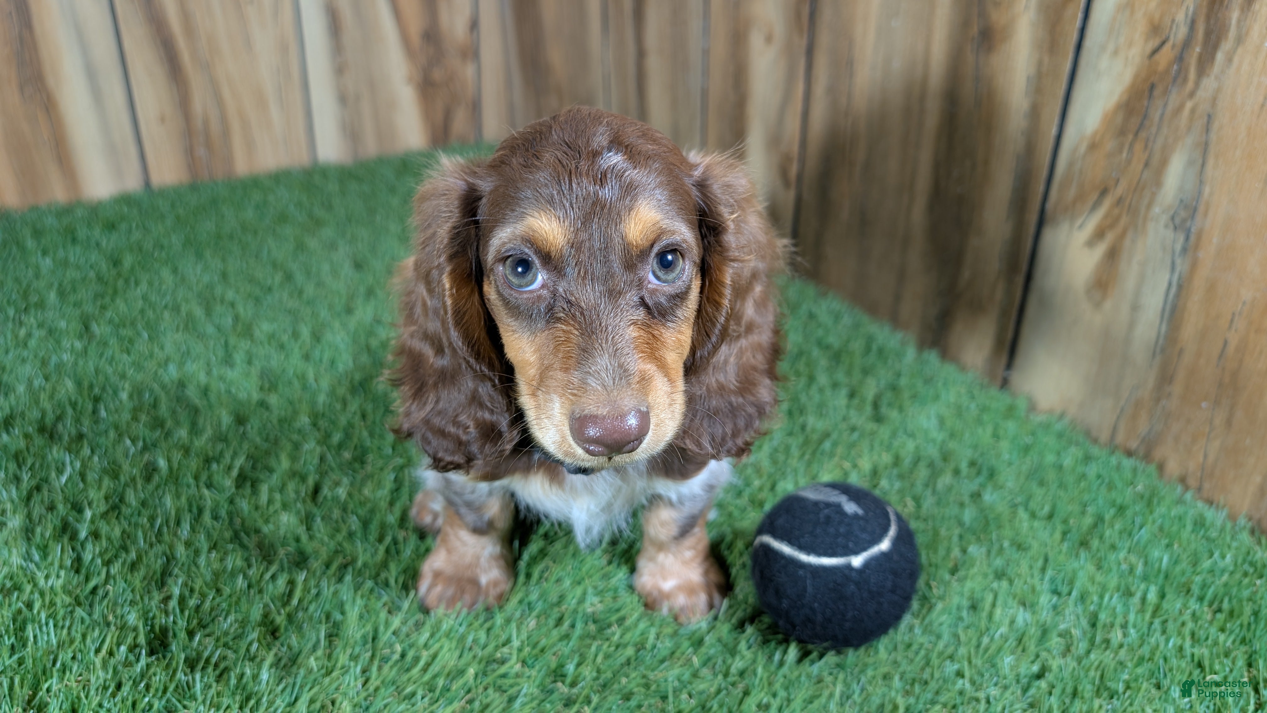 Miniature Dachshund dogs Sweetie Boy 6 - Ad 2