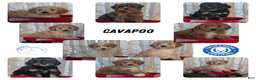 Cavapoo dogs for sale: Azzi - Ad 10