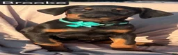 Doberman Pinscher dogs for sale: Brooke WEEKEND SPECIAL $250 OFF!  - Ad 6