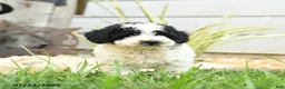 Miniature Poodle dogs for sale: Tempest - Ad 2