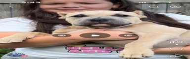 American Bully 2
