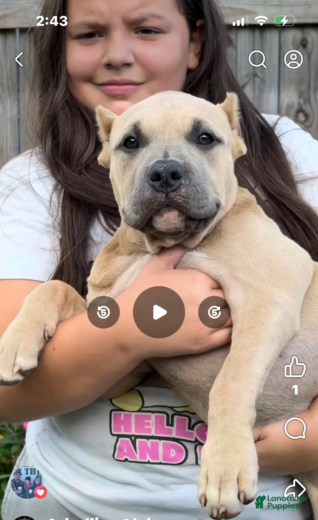 American Bully dogs for sale: American Bully 2 - Ad 1