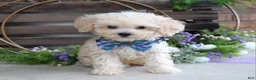Maltipoo dogs for sale: Elliot - Ad 4