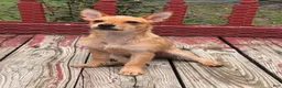 Chorkie dogs for sale: Inzy - Ad 1