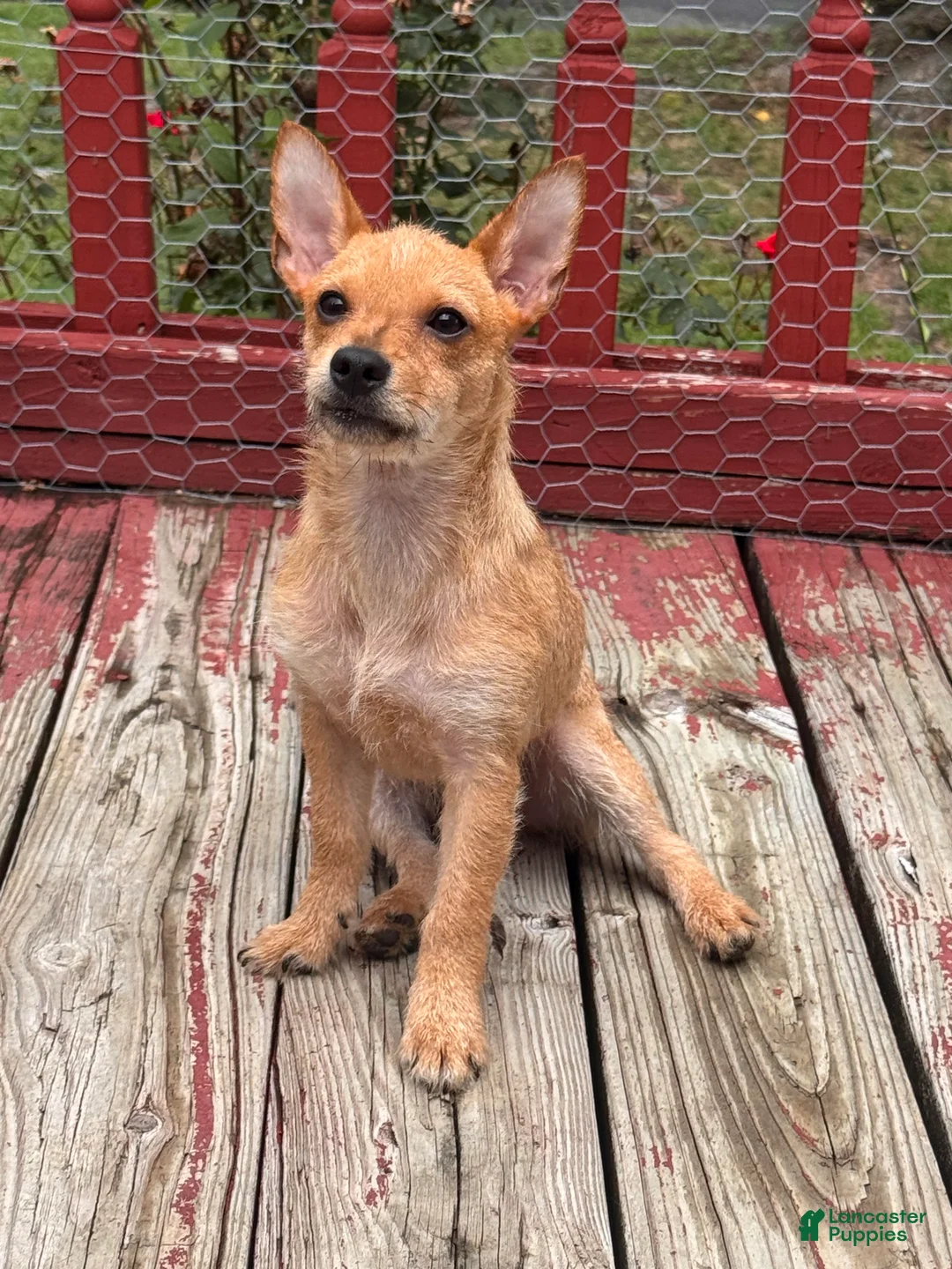 Chorkie dogs for sale: Inzy - Ad 1