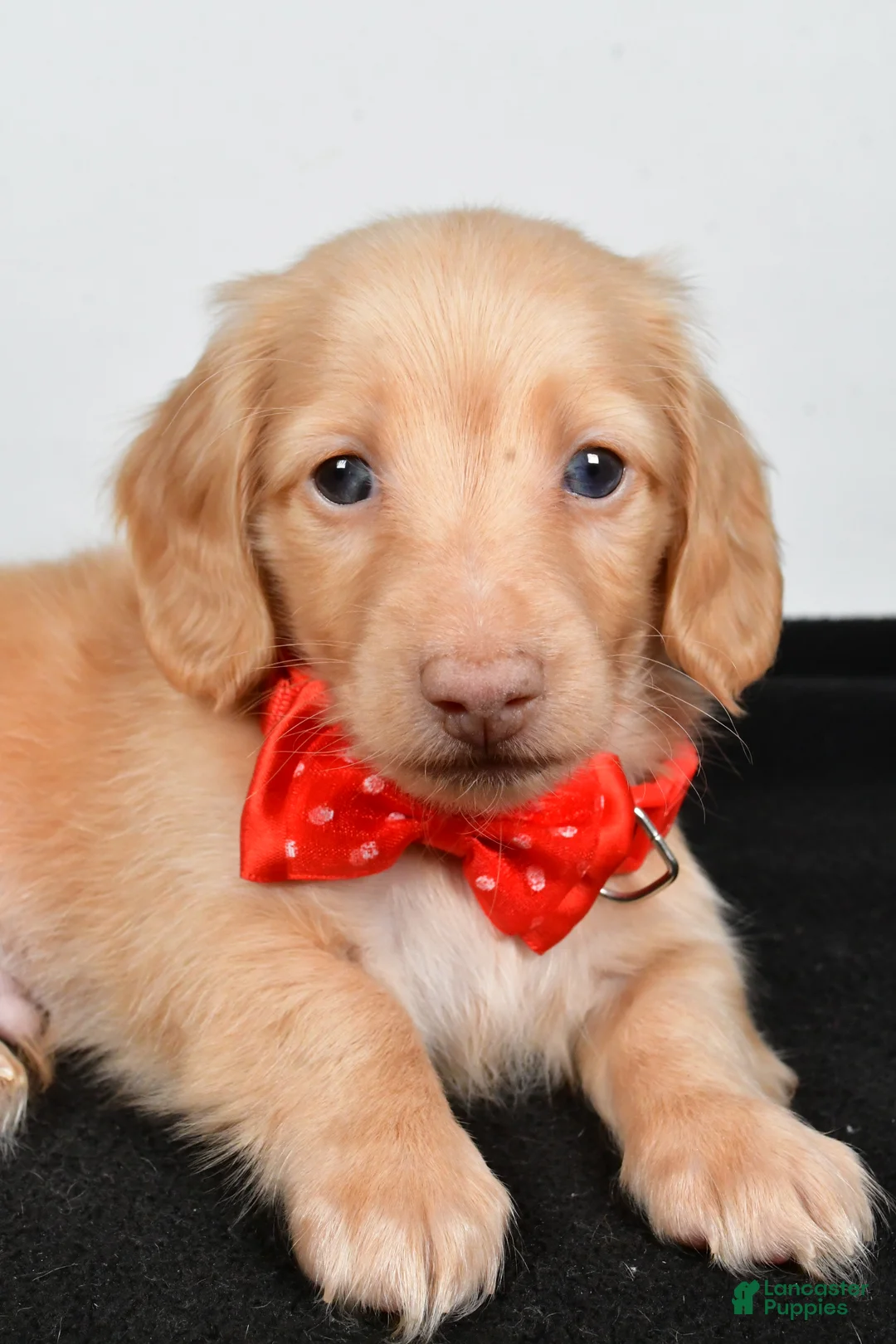 Miniature Dachshund dogs for sale: Alex - Ad 3