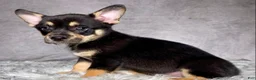 Mixed Breed dogs for sale: Mr. Bailey - Ad 7