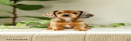 Miniature Dachshund dogs for sale: Alexis - Ad 4