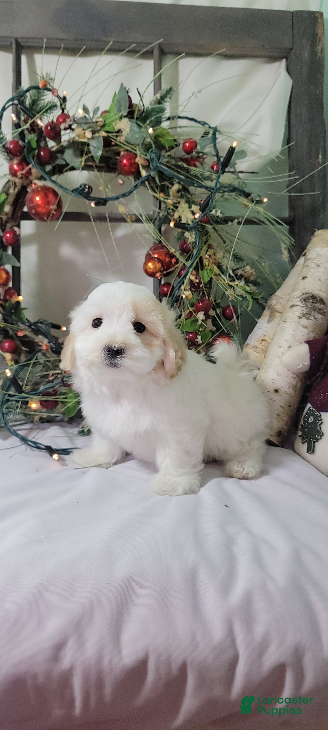 Maltipoo dogs for sale: Mason - Ad 6