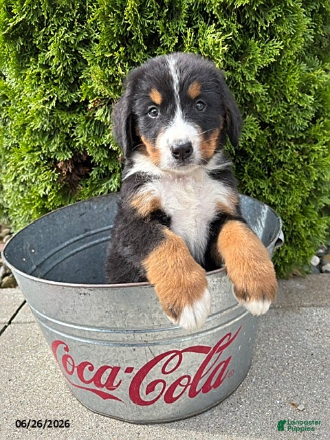 Bernese Mountain Dog dogs Bentley - Ad 1