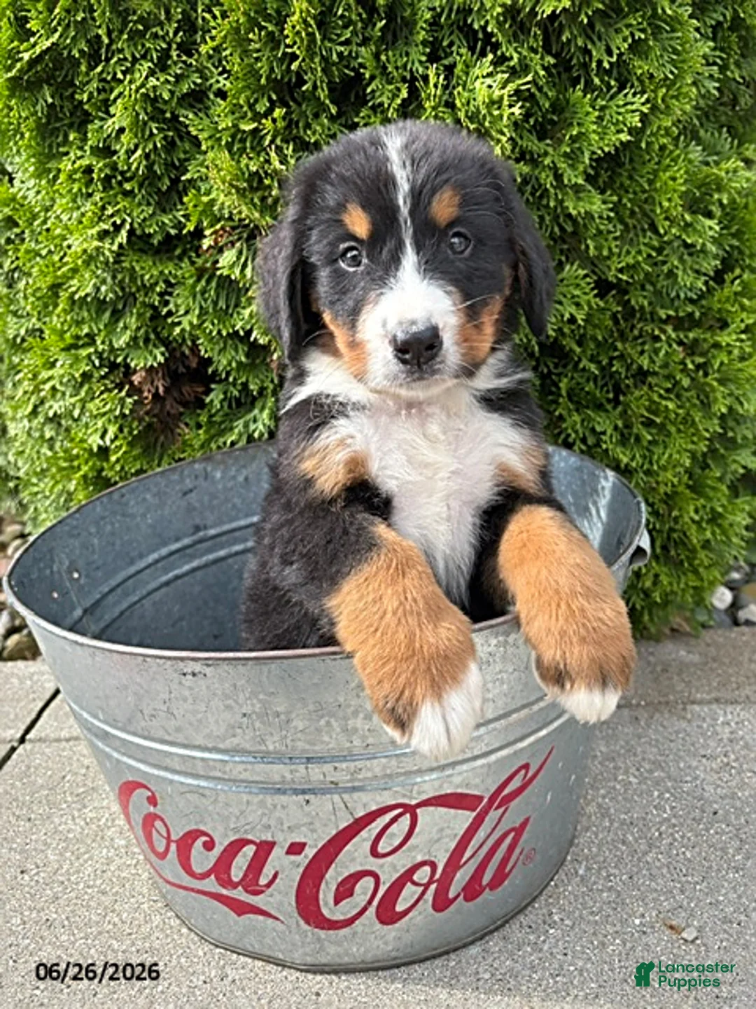Bernese Mountain Dog dogs for sale: Bentley - Ad 1