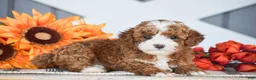 Miniature Poodle dogs for sale: Rayden - Ad 3