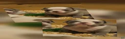 American Bully dogs for sale: American Bully Puppy 4 - Ad 2