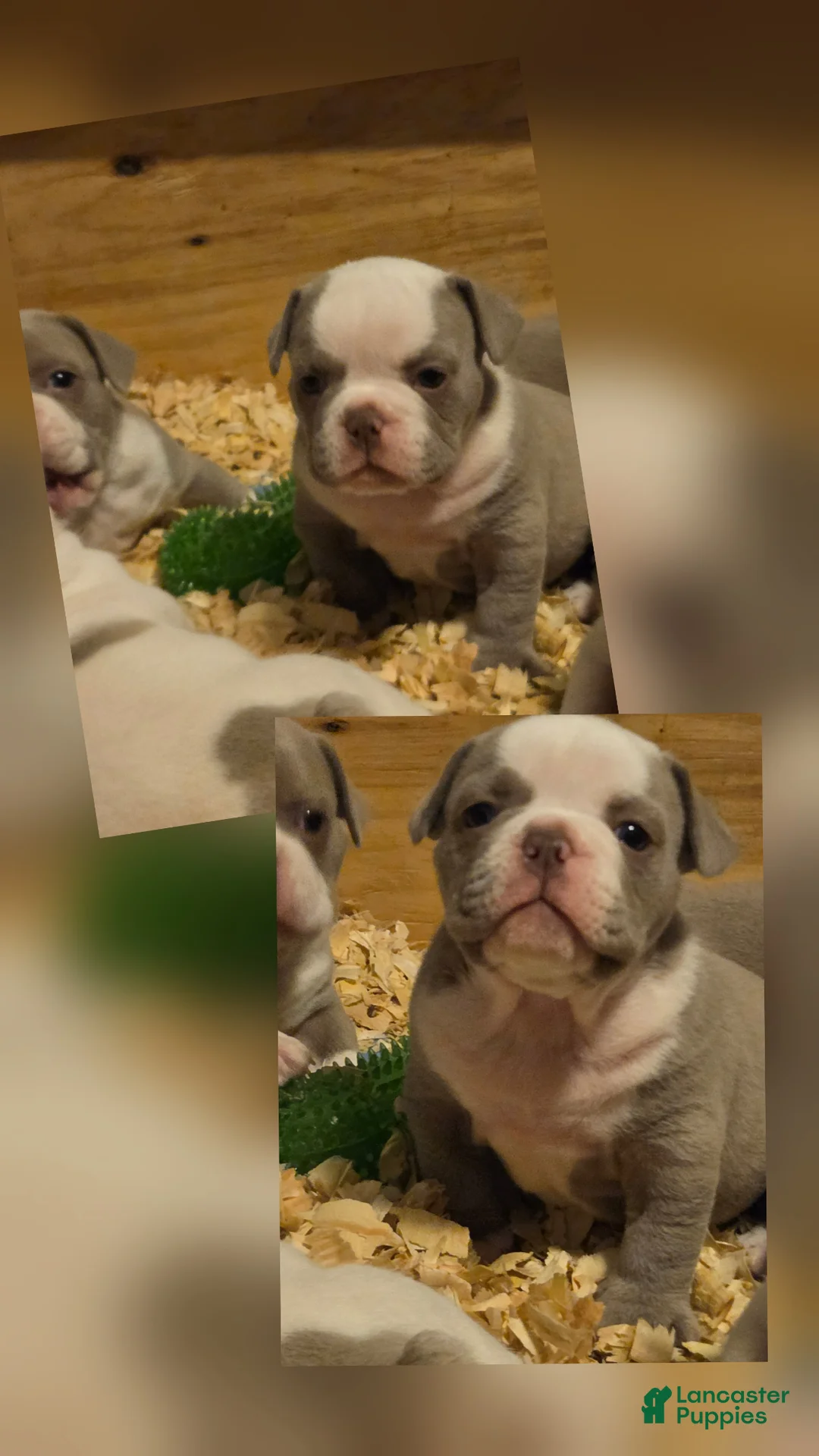 American Bully dogs for sale: American Bully Puppy 4 - Ad 2