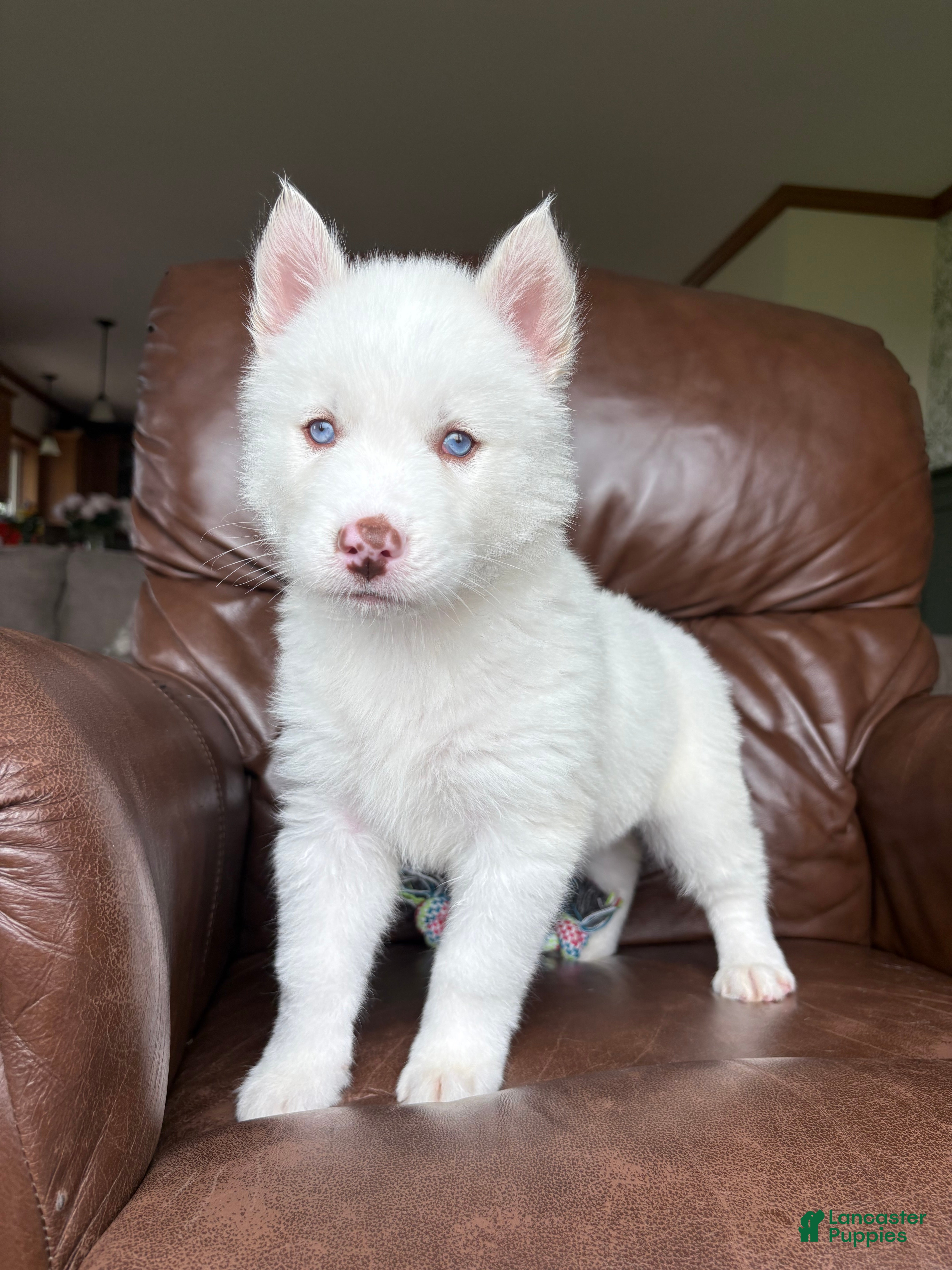 Siberian Husky dogs Sean - Ad 32