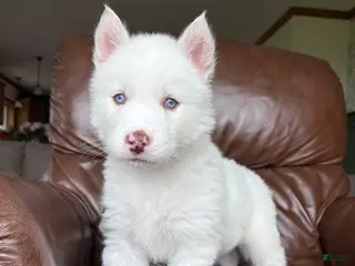 Siberian Husky dogs Sean - Ad 32