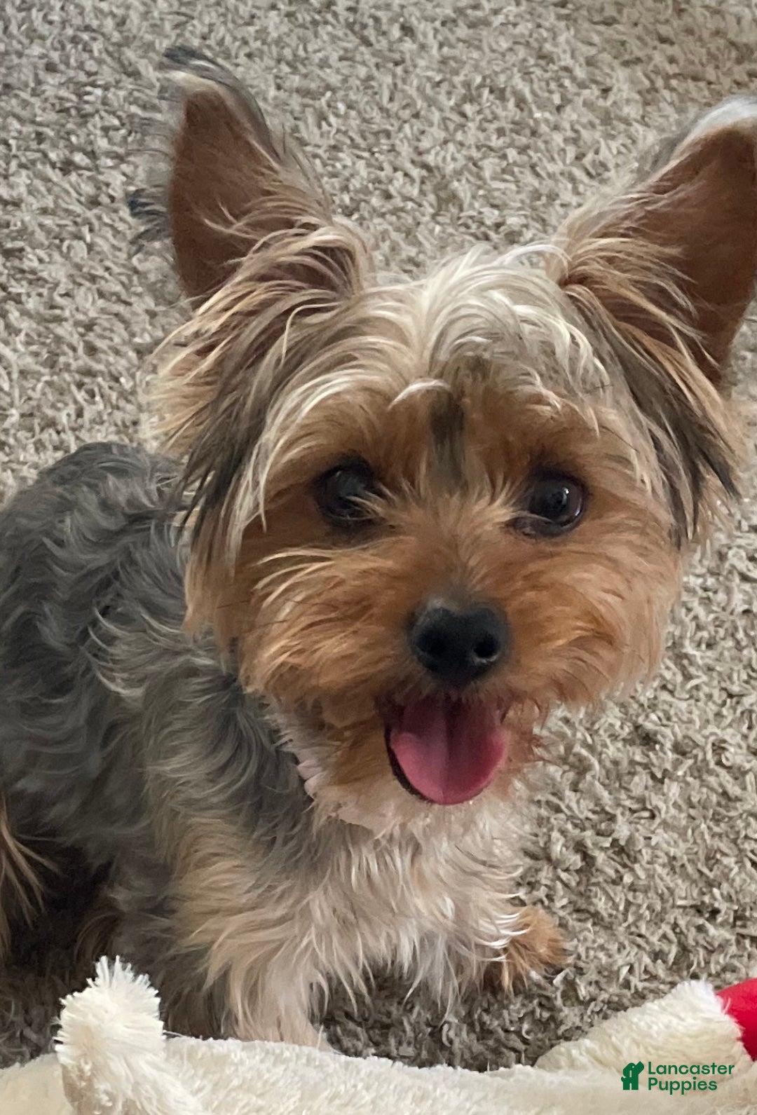 Yorkshire Terrier dogs for sale: Yorkshire Terrier Puppy 5 - Ad 2