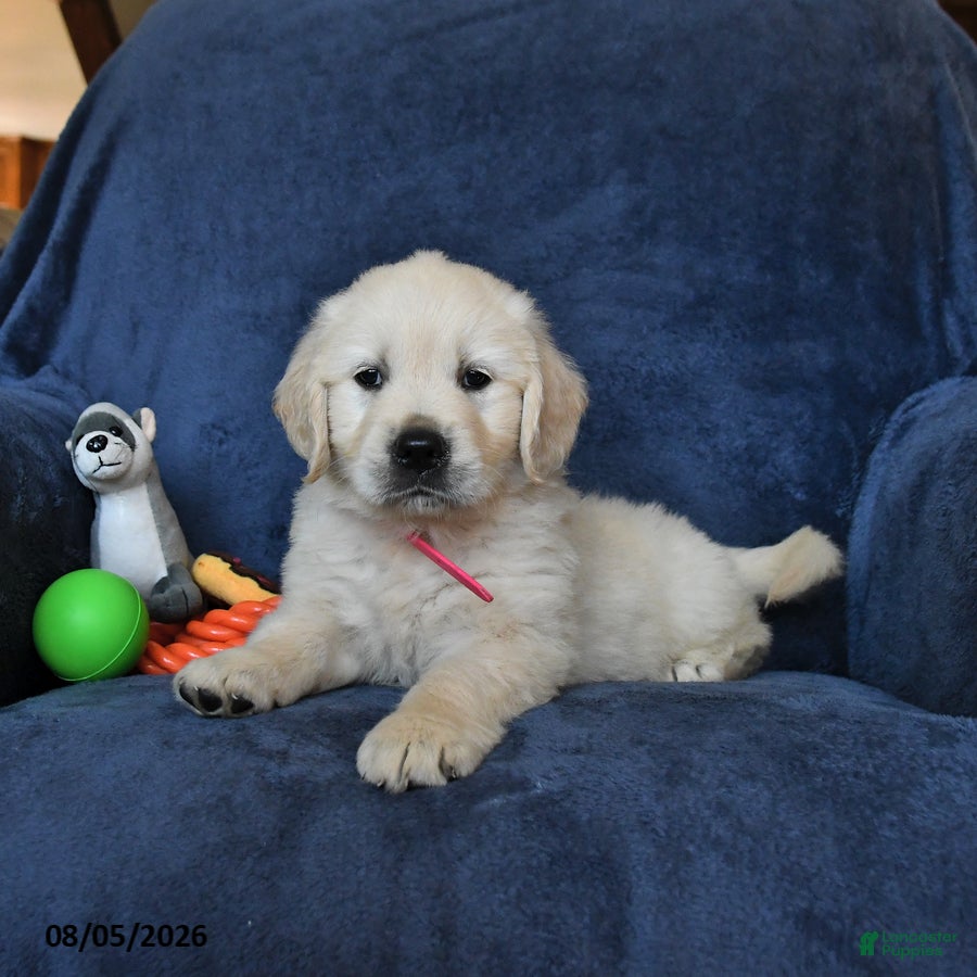 Golden Retriever dogs Blossom - Ad 2