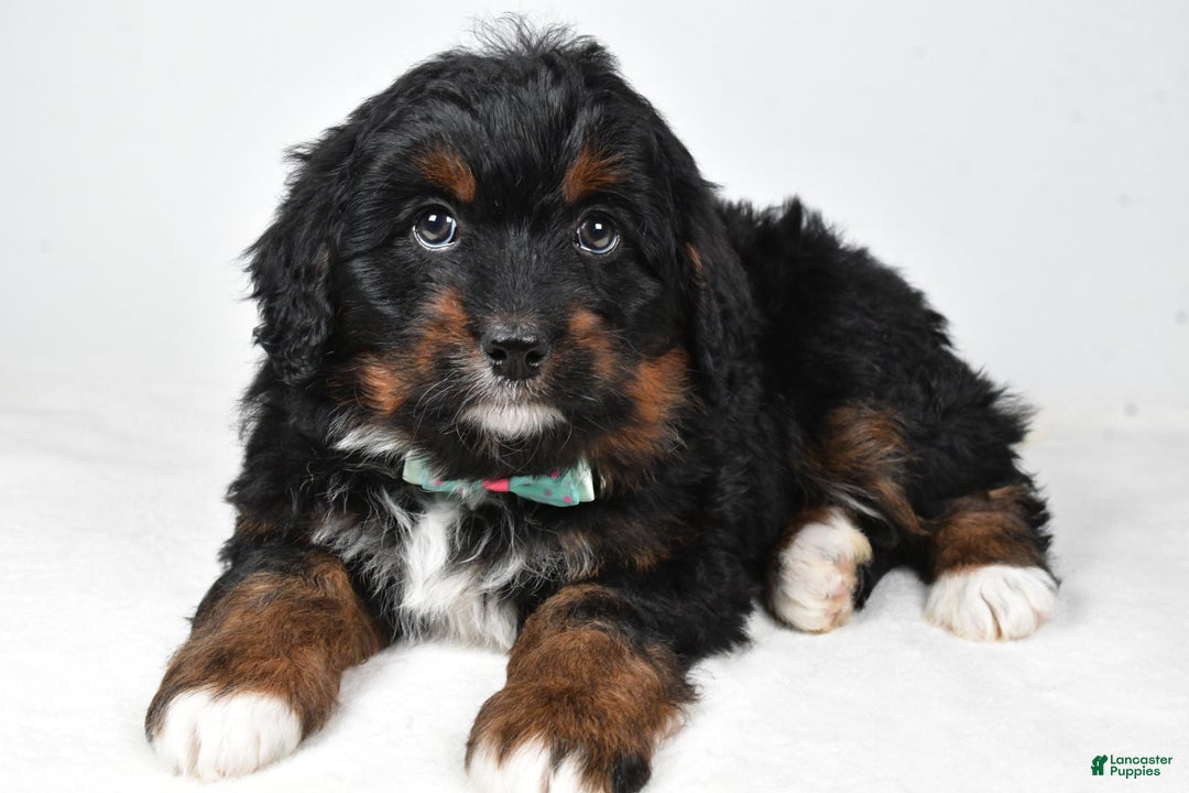 Mini Bernedoodle dogs for sale: Anson - Ad 1