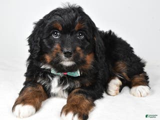 Mini Bernedoodle dogs Anson - Ad 38