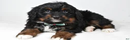 Mini Bernedoodle dogs for sale: Anson - Ad 1