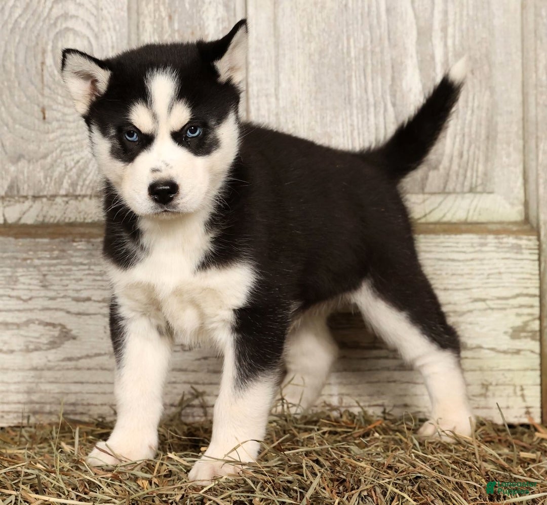 Siberian Husky dogs for sale: Royal - Ad 1