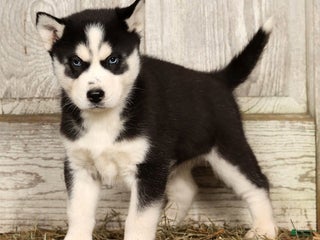 Siberian Husky dogs Royal - Ad 31