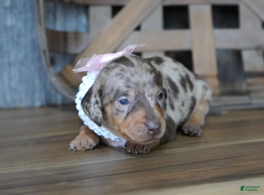 Miniature Dachshund dogs for sale: Valerie - Ad 1