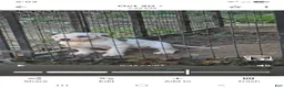 American Bulldog dogs for sale: American Bulldog 1 - Ad 8