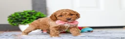 Mini Goldendoodle dogs for sale: Mia - Ad 5