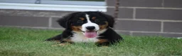 Bernese Mountain Dog dogs for sale: Maggie - Ad 10