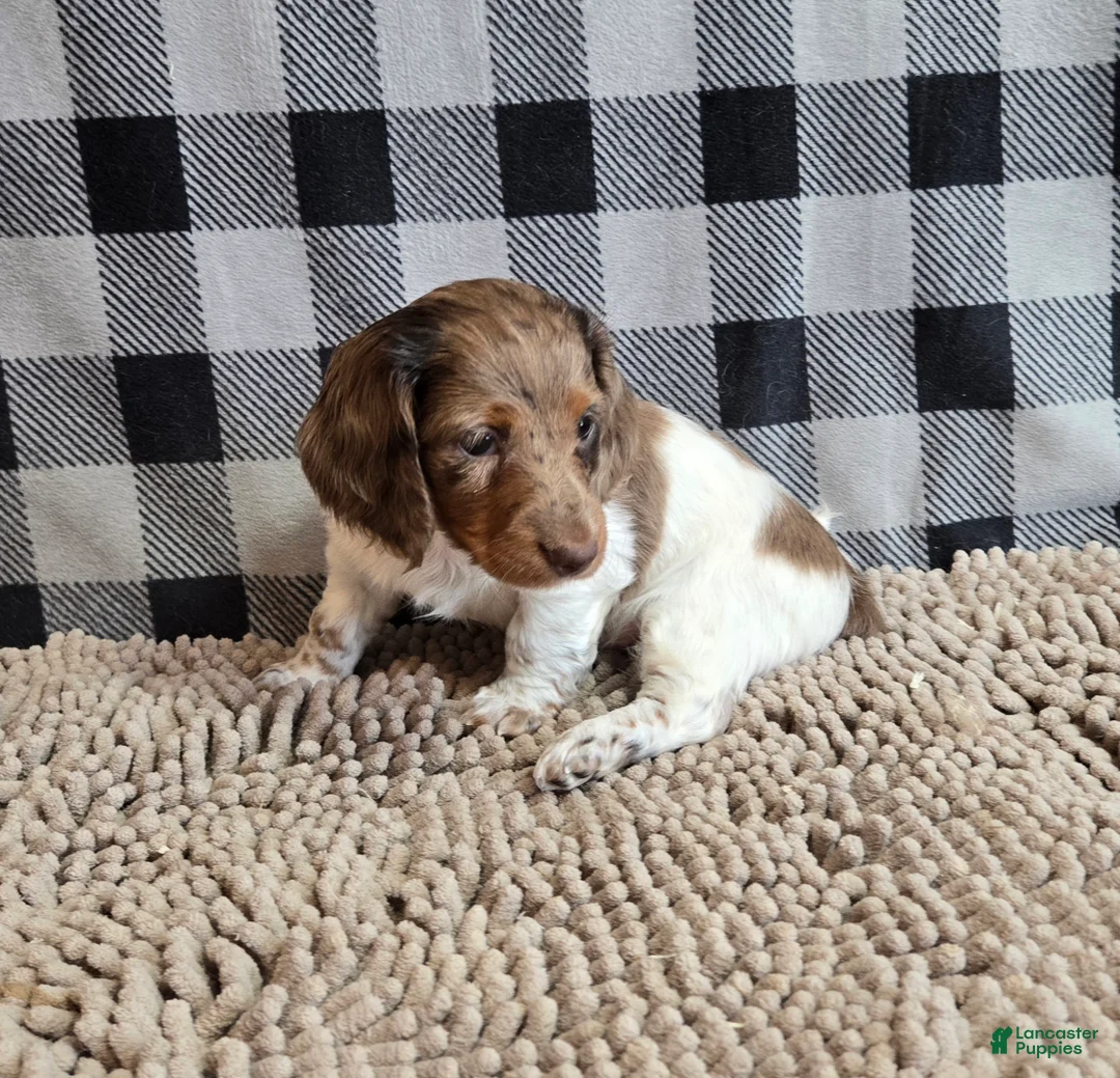 Miniature Dachshund dogs for sale: Dottie - Ad 2
