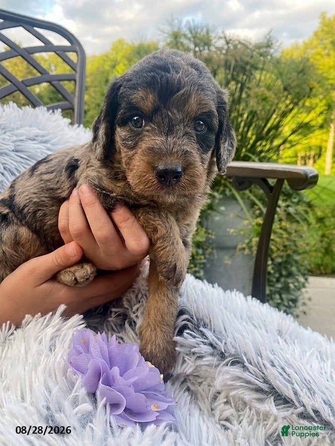 Miniature Labradoodle dogs Willow - Ad 1