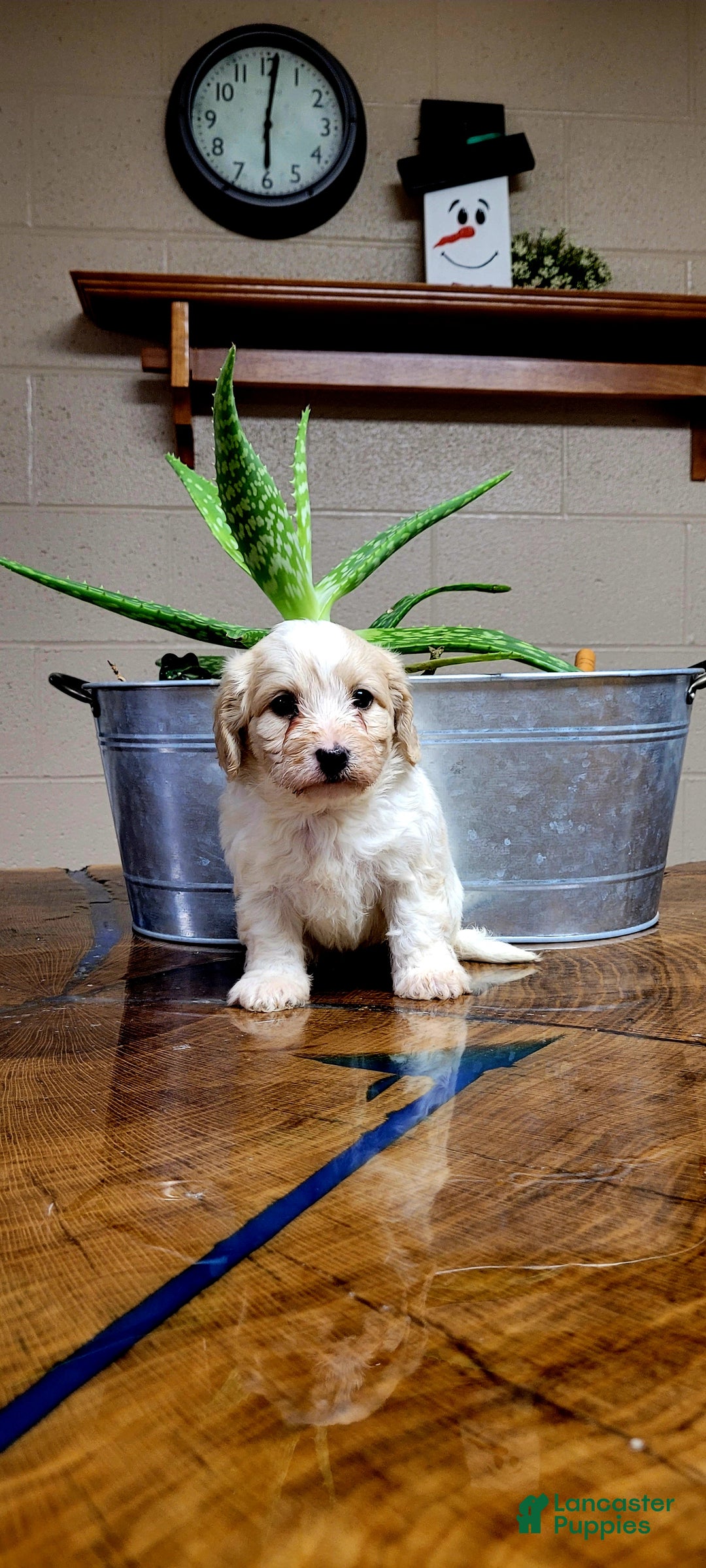 Cavachon dogs for sale: Cooper  - Ad 2