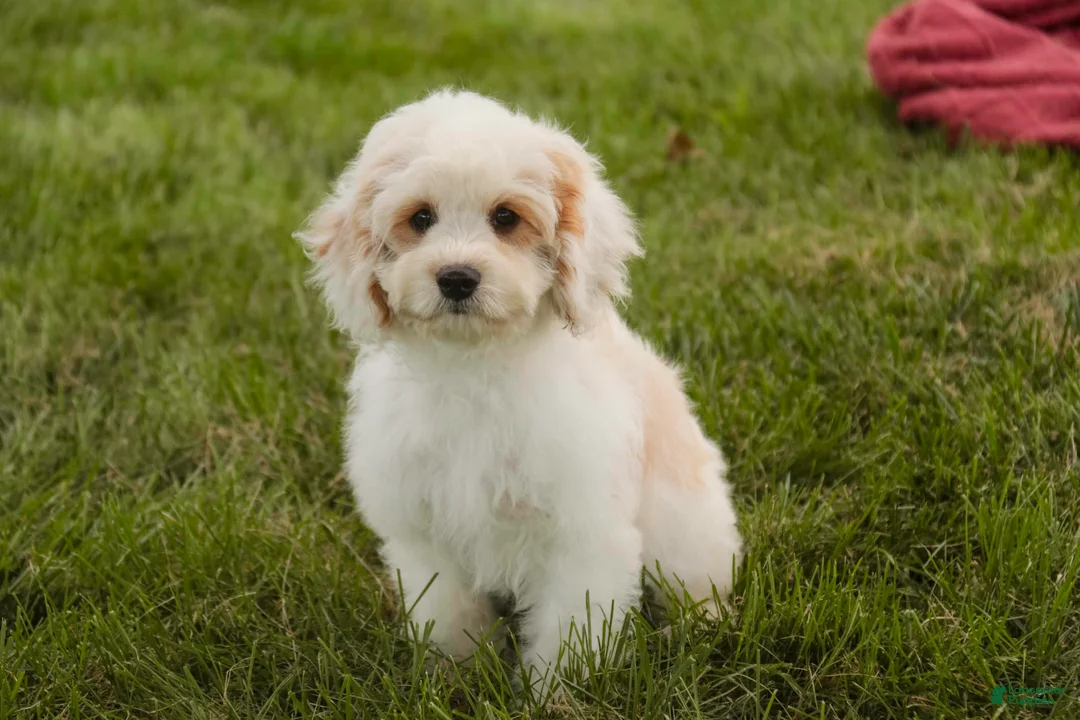 Mixed Breed dogs for sale: Gnome MUNCHKIN BERNEDOODLE - Ad 1
