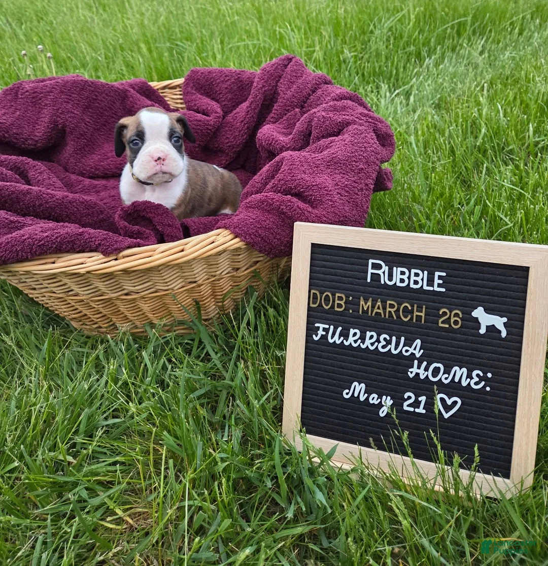 Boxer dogs for sale: Rubble - Ad 1